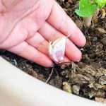 Clove of garlic in plants, the unthinkable secret of every gardener: few know it