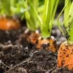 Double your carrot harvest with this genius move – you always will