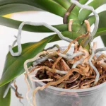 Even if the orchid has lost its leaves, these tricks will quickly bring it back to life