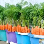 Farmers’ method of growing carrots at home, abundant harvest