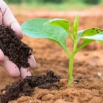 Garden: 10 best natural fertilizers to do yourself