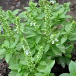 Grow these flowers near basil and you will see the results! Nobody knew