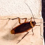 I understood where the cockroaches hide and I flushed them out with this infallible method