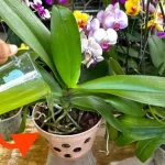 If you pour 1 cup of this ingredient you have no idea how many orchids will bloom