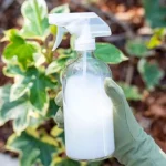 Increase your tomato harvest instantly – always add it to the soil