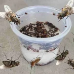 It makes flies, mosquitoes and cockroaches fly away in less than 10 minutes