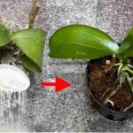 It seems almost impossible, but it’s all true: resurrect your dead plants