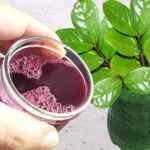 Just 1 cup makes the flowers explode in the garden – even the neighbors will notice