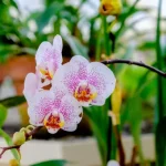 Make an orchid (re)bloom: this miracle product in your kitchen will boost your plant