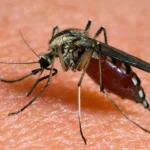 Mosquitoes, if they don’t leave you alone, get rid of them with this stron g smell: they disappear
