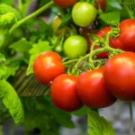 Natural fertilizer for tomatoes: 8 household ingredients that give a healthy harvest