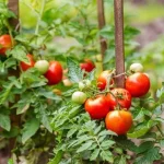 Never plant these vegetables next to your tomatoes: 9 vegetables to avoid