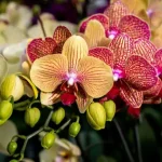 Orchid: this household product will make it bloom the next day