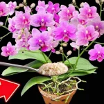 Orchids: Achieve a Spectacular Bloom with Over 100 Flowers Simultaneously  