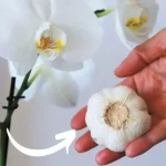 Orchids, the zero-cost fertilizer: never had they been so lush