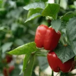 Spray pepper seedlings with this and forget about aphids Pepper
