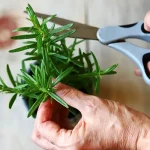 Strong and luxuriant rosemary, the gardener’s tip to ensure longevity of more than 10 years