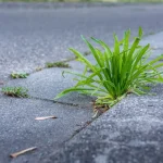 This element (which you use every day) is a formidable weedkiller