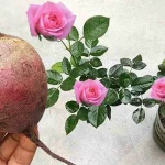 This natural fertilizer will make any plant bloom with tons of flowers