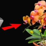 Use it regularly for plants and you will have strong flowers and roots: endlessly thriving