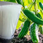 Water cucumbers with this liquid and they will grow unexpectedly at night