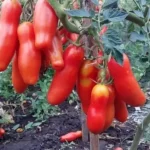 What to plant next to tomatoes to get a good tomato harvest