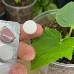 With 1 tablet every plant you have in the garden becomes healthy and lush