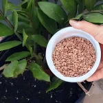 With a cup of this ingredient any plant instantly comes to life