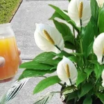 With this liquid the plants will remain alive and thriving for 2 years in a row