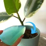 With this trick you will no longer have to water your plants for weeks on end