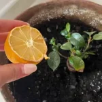 You will have a beautiful lemon in 30 days: the peeled seeds technique
